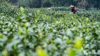 苏州智慧茶园项目